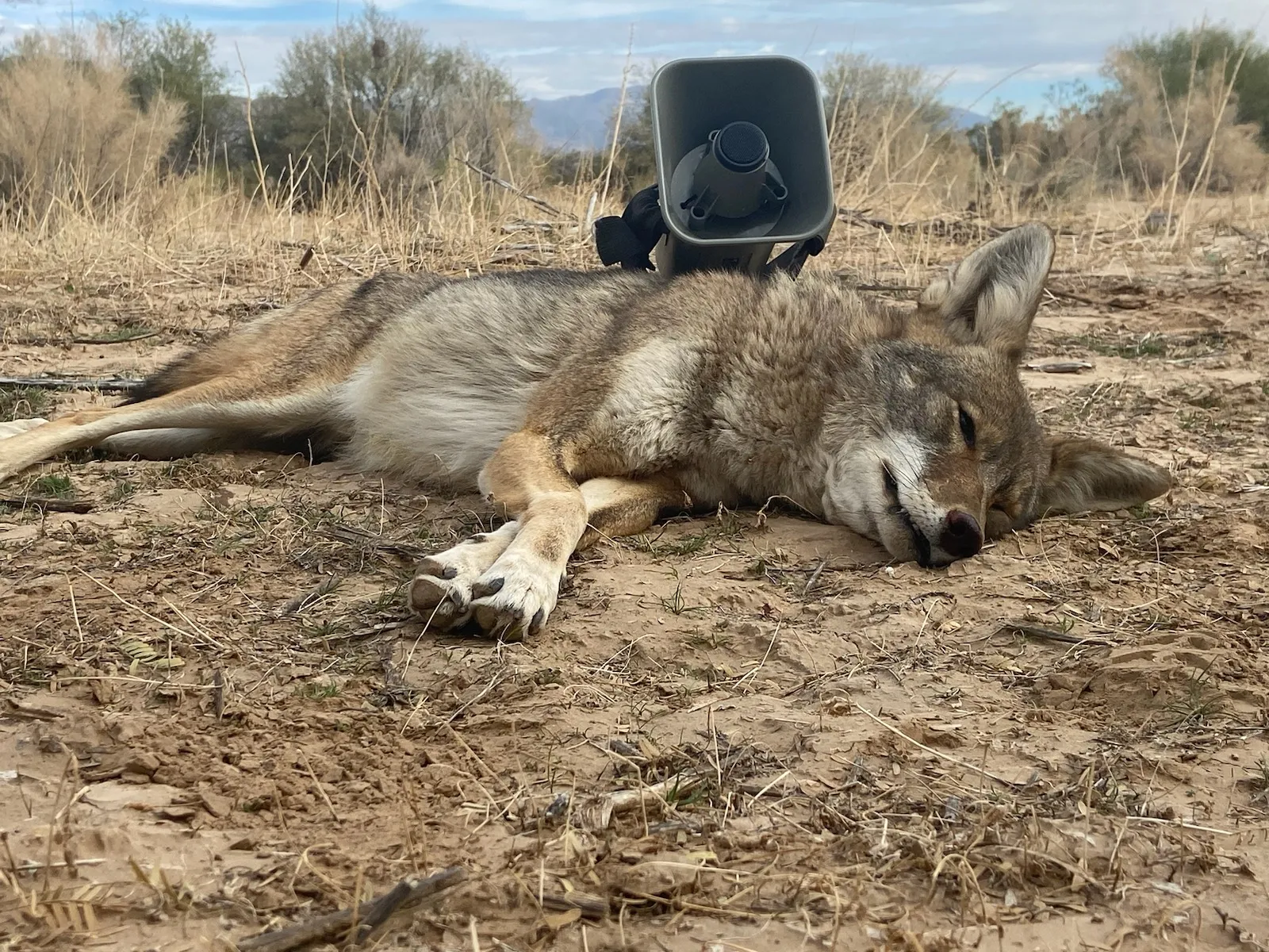 Hunt photo