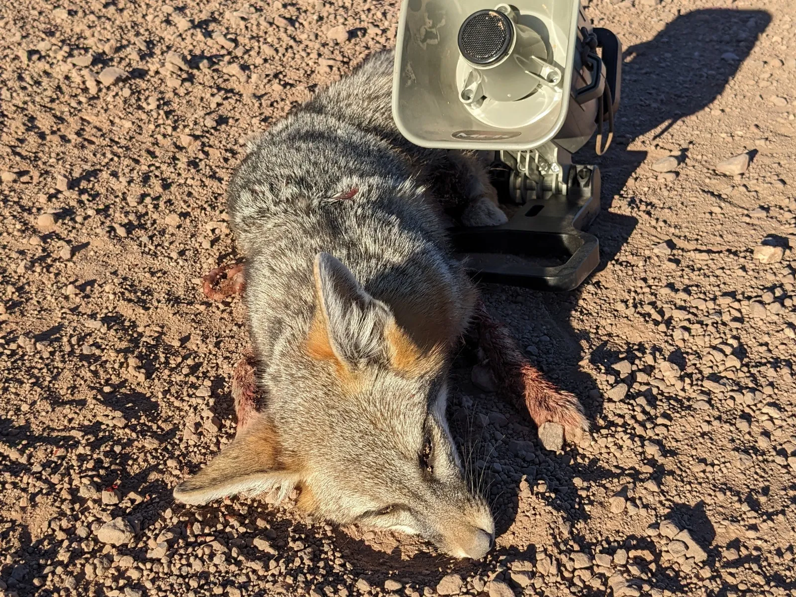 Hunt photo