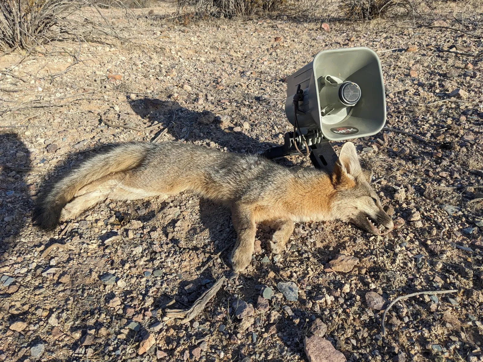 Hunt photo